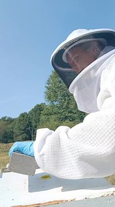 24K views · 513 reactions | Commercial inspections are different than a backyard beekeeper inspections. It's time management and focusing on hives being queen right and their food stores. #commercial #beekeeperslife #beekeeper #beekeeping #howto #How # | Mueller Honey Bee | Facebook