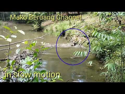 Crocodile eats wild monkey that fell from tree #crocodile #buayarizka #epicmoment