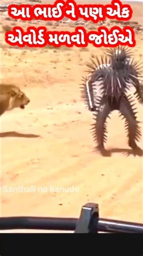 આ ભાઈ ખરેખર મળદ કહેવાય કે સિંહના ટોળા સામે એકલો ઝઝુમી રહ્યો છે #shorts #lion #man