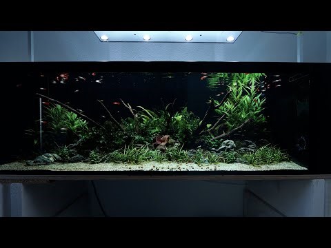 Simple Aquascape you can do!