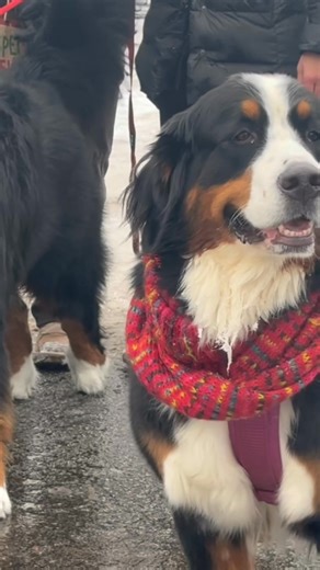 We had a fantastic time with our Bernese Mountain Dog family to walk in the Rockford Christmas Parade. We want to thank Rebecca and Tom for doing all the footwork to get us together! We love the @HeartofMichiganBerneseMountainDogClub. You guys are as awesome as our Berners!! | Bethesda Farm