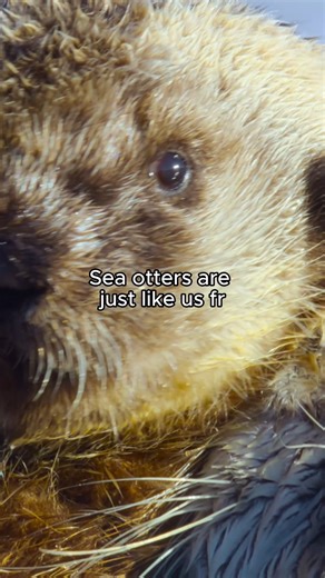 72K views · 618 reactions | 25 pounds of seafood in a day? Never related to a sea otter more. 簾 New episodes of The Americas – watch NBC on Peacock TV. | NBC | Facebook