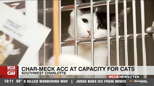 Char-Meck Animal Care & Control needs cat adopters & fosters urgently - WCCB Charlotte