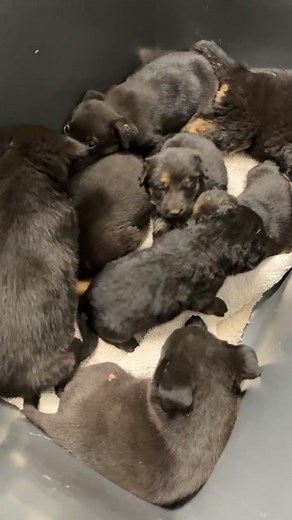 65K views · 728 reactions | Emergency! 8 puppies, 2 litters, need foster NOW! Email dogfoster@kerncounty.com Rescue organizations email rescue@kern county.com | Kern County Animal Services | Facebook