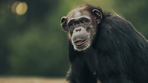 25K views · 818 reactions | Free from the trauma of science labs, these chimps now have a safe haven. | Beautiful News | Facebook