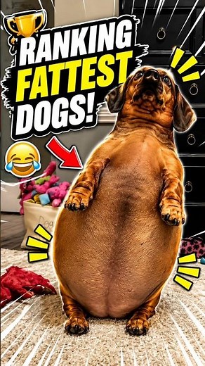 Ranking The Funniest Fat Dogs Moments😅🐶