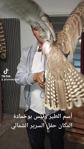 Training and Bonding with a Falcon