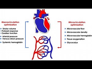 Introduction to the Concept of Microcirculation