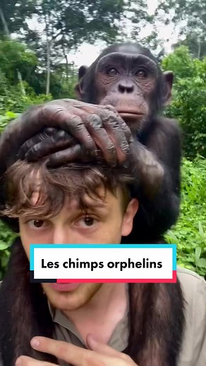 Sauvetage des chimpanzés en Cameroun par l'Association Papaye Internationale