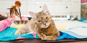 Cerebellar Hypoplasia (Wobbly Cat Syndrome) in Cats: Causes, Symptoms, & Treatment - Cats.com