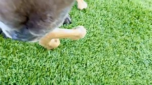 339K views · 5.5K reactions | 3 months later, nobody wants Gus. We get applications, and then they poof disappear. It's frustrating, we are always honest about a dog and what they need, Gus is spoiled and needs an only dog home that will continue the spoiling. If you are that he will love you forever. It's difficult day in and day out having nobody come... dogranchrescue.com | Lone Star Dog Ranch & Dog Ranch Rescue | Facebook