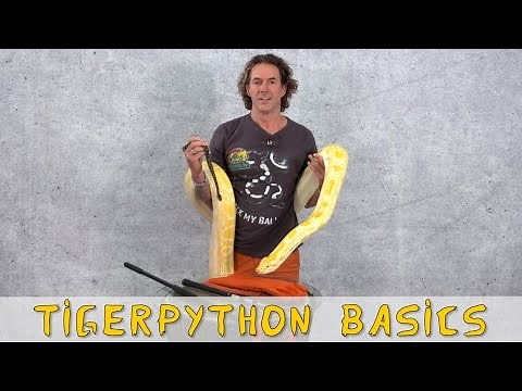 Reptil TV - Folge 92 - Tigerpython Basics