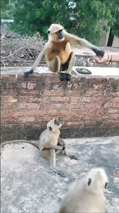 🐒😂😄#नीचे उतर बंदर #funny #monkey #moj #शॉर्ट #वीडियो