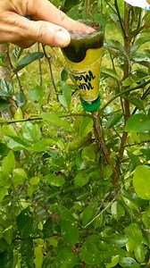 Simple and unique air layering technique using recycle bottle #airlayering #fblifestyle #bendingairlayering #diy #doityourself | Grafting Techniques