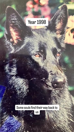 Luna the Black GSD on Instagram: "My grandparents had a German Shepherd that looked exactly like my dog Luna. When they passed, their dog Wanda couldn’t bear the loss and followed them shortly after. Years later, I found Luna. Same coloring, same eyes, same gentle soul. I don’t know if I believe in signs, but this one’s hard to ignore. Maybe some connections are meant to find their way back to us when we need them most✨ #dogsofinstagram #blackgsd #gsd #gsdofig #lovedogs"