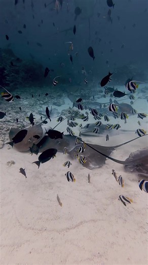 Maldives underwater fish tank: God’s Natural Aquarium scenes