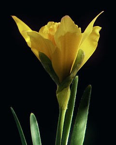 4.6K reactions · 294 shares | Support life-saving cancer research, nationwide support, and more. Together, we can help fund hope this Daffodil Month. | Canadian Cancer Society | Facebook