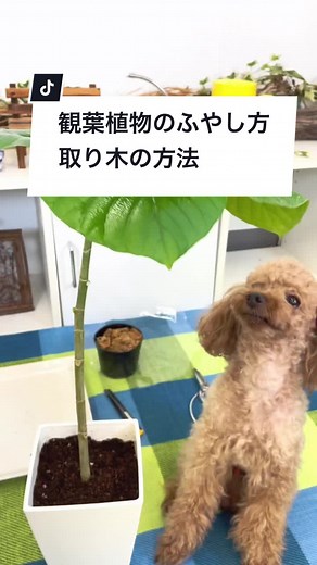 観葉植物のふやし方 #取り木 #癒されたらハート押してね #観葉植物 #ブルーミングスケープ #ウンベラータ #umbellata #ficus #ttca2 #MIYASHITAPARK