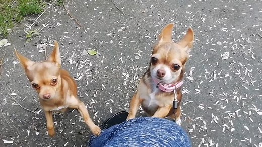 Playful Chihuahuas Interact with Their Human