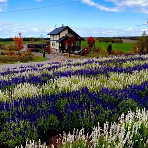 盛岡城跡公園の桜も満開🌸圧巻の桜で良かったなぁたくさんの人がお花見ランチ飲み会外国人も多い桜の花びらは可憐だ大好き芸術的な桜の枝に枝垂れる桜の花美しい初めて来たがとても良かった