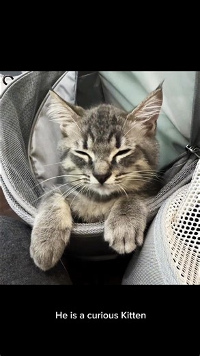 Cute Duckling Encounter