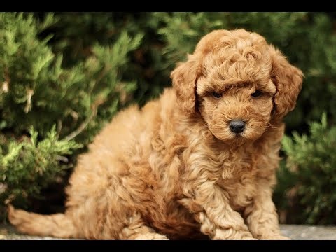 Mini Goldendoodle Puppies for Sale