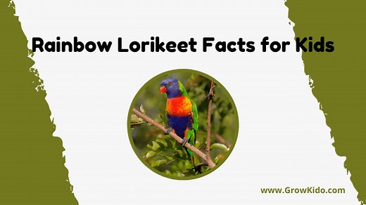 11 Amazing Rainbow Lorikeet Facts for Kids [UPDATED]