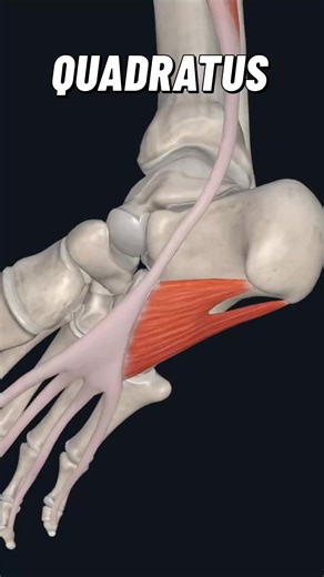 Quadratus plantae, also called the flexor accessorius is one of the central plantar muscles of the foot. Observing the foot muscles horizontally, quadratus plantae comprises the second layer of plantar foot muscles, together with the lumbricals. The function of this muscle is to facilitate walking by shortening the flexor digitorum longus’ tendons when the foot is in plantar flexion. Hence its other name; flexor accessorius. Origin: Medial surface of calcaneus bone, lateral process of calcaneal 