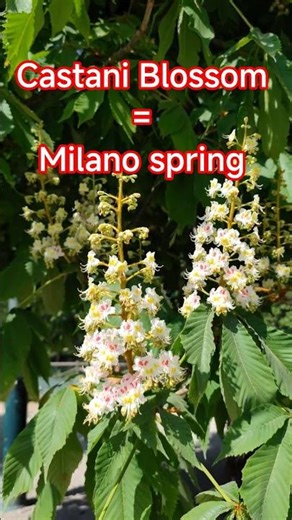 Horse Chestnut (Ippocastano) Blossom is the true king of Italian Milan Spring, better than Sakura 🩷