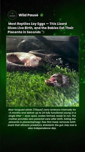 A Lizard That Gives Live Birth — Babies Eat Their Own Placenta in Seconds 🦎 #shorts