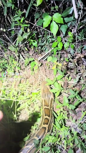Hunting for a 20-Foot Python in Florida