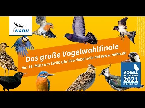 Das große NABU-Vogelwahlfinale