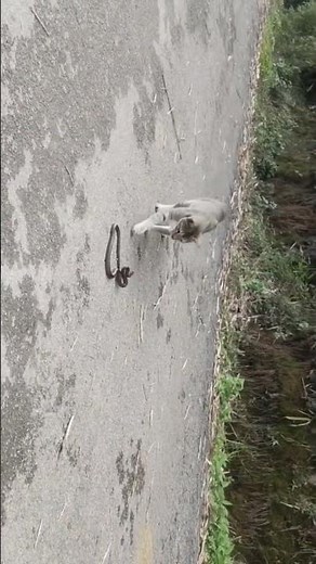 snake and cat fight videos||cat vs snake||#trending #shortsviral