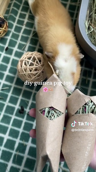 they loved it! | #guineapigs #guineapigsoftiktok #guineapigtreats