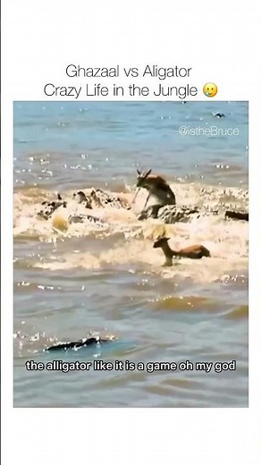 Gazelle Genocide by aligator crocodiles