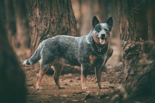 How to Stop a Cattle Dog Puppy (Heeler) From Biting