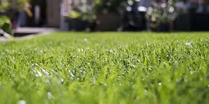 5 common lawn issues – and how to fix them