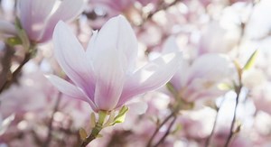 Entretien des magnolias : ces erreurs à ne plus jamais faire