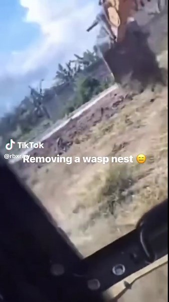 Wasps Humor: The Hilarious Carrying Away Moment