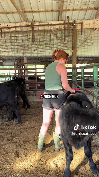 Exploring Our Non-Show Cows on the Farm
