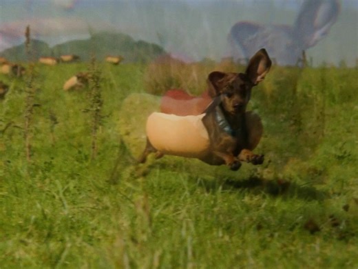 yes yes yes yes yes yes yes yes yes! | Dogs Running