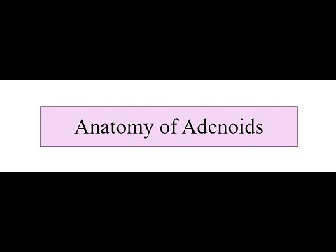 Anatomy of Adenoids