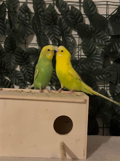 Budgies best Friend talking,Singing And Playing together