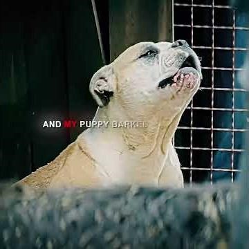 My dog ​​will help me get revenge. #movieclips #viral #dogs