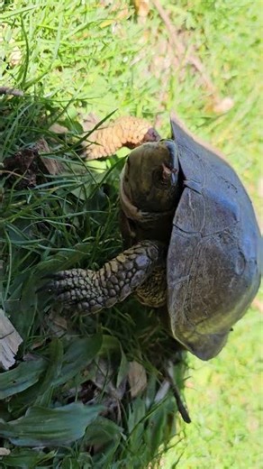 It was not a snapping turtle