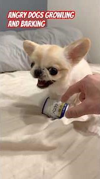 Dogs Who've Had Enough of Humanity