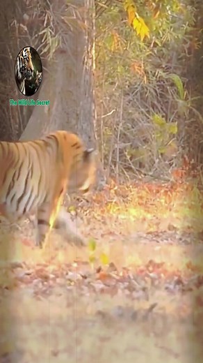 Tiger play time #wildanimal #wildlife #nature #animal #animals #wildlifephotography #wildanimals #wild #naturephotography #animalphotography #photography #bird #animallovers #naturelovers #canon #wildnature #animallover #birds #naturelover #squirrel #perfection #captures #wildlifephotographer #shots #world #art #wildlifeplanet #photooftheday #wildlifephoto #love | Wild Live Show