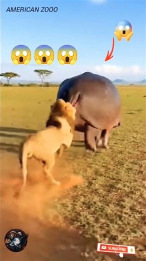 ‎"Hippo Blows Fart on Lion 😱😂 | Funny Animal Shorts #shorts"#FunnyAnimals #HippoVsLion #ViralShorts"