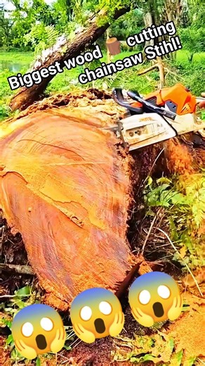 Biggest wood 🪵 cutting chainsaw Stihl #woodcutting #wood #chainsawstihl #woodworking #shortsfeed