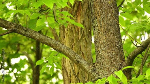 Hooded crow (Corvus cornix, scald-crow or hoodie) is Eurasian bird species in genus Corvus. Widely distributed, it is found across Northern, Eastern, and Europe, as well as parts of Middle East. Stock Video